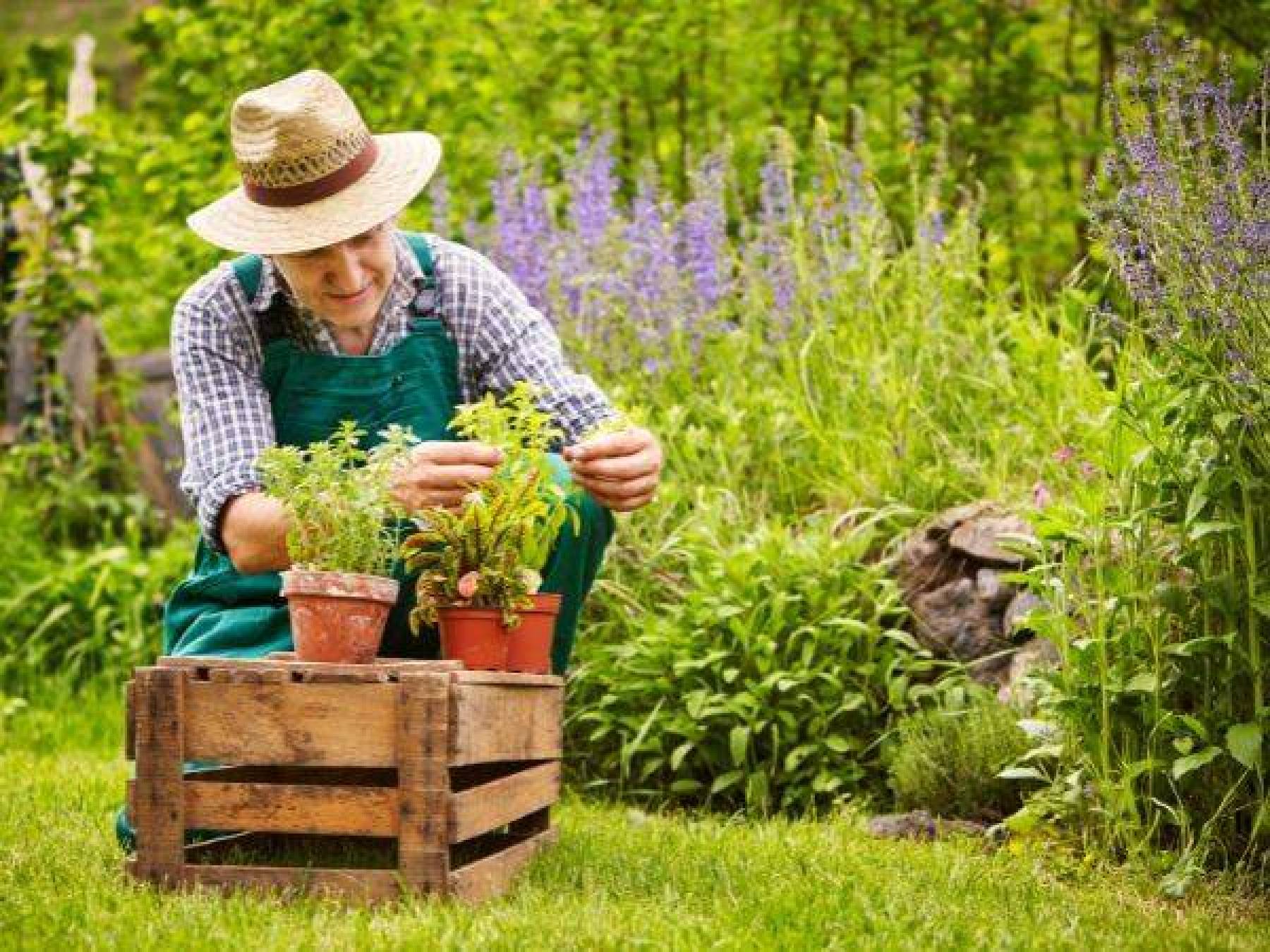 Ogród ziołowy: jakie zioła wysiewać i sadzić wiosną?